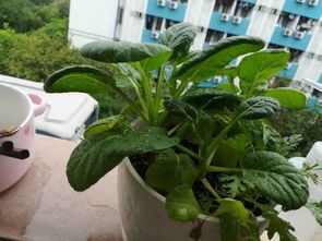 1. 菜心：耐寒又耐热， 是春天的好选择