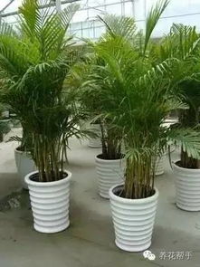 散尾葵是棕榈科植物，夏威夷是哪个国家