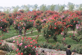 美化环境， 增添色彩