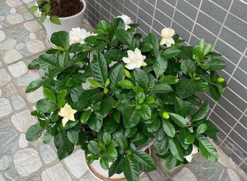 植物生长的小秘密