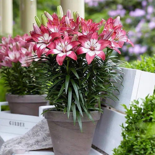 百合， 庭院里的清新空气