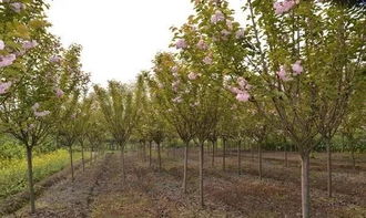 02. 树冠要圆润饱满