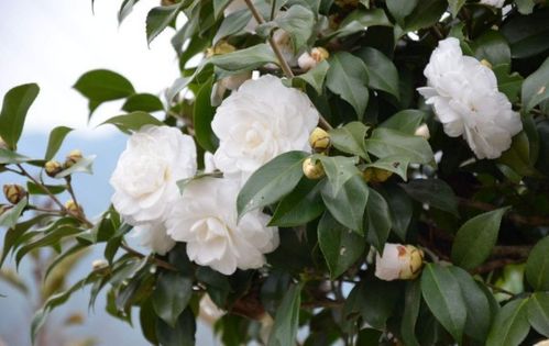 山茶花的花语色彩斑斓，它诠释了哪些不同情感