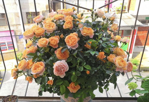 月季花里的明星：果汁阳台月季