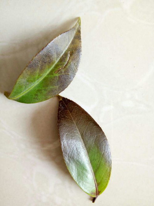茶花叶子烂了如何挽救