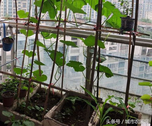 南北方种植差异