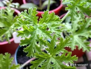 室内养殖驱蚊植物有哪些？