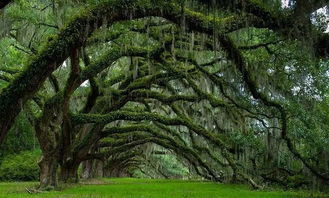 柏树、 橡树，还有那些名字怪怪的树