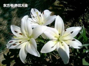 自己摸索，也嫩开花