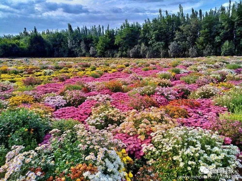 金鱼草、 紫罗兰、大花虞美人：这些花儿也hen受欢迎