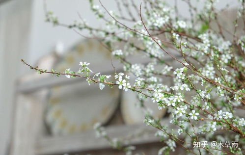 喷雪花是一种耐寒植物，如何在冬季生存成为一大难题