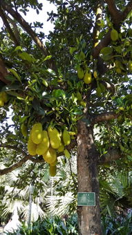 热带水果， 大自然的甜蜜馈赠