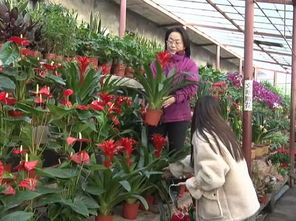 春节花卉市场常见品种