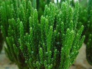 琴叶珊瑚，热带观赏植物