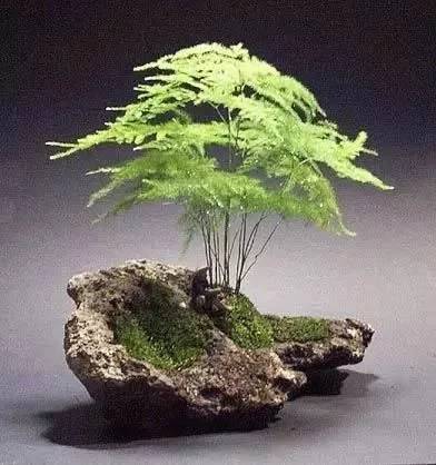 文竹开花美如画，海量美图你看过吗