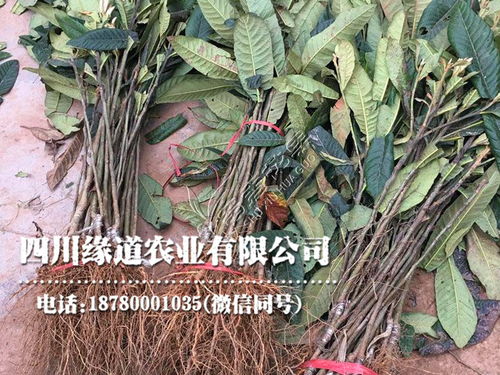 枇杷树种植：了解土壤、水分、光照等条件