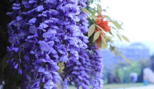 紫藤萝花的花季之旅