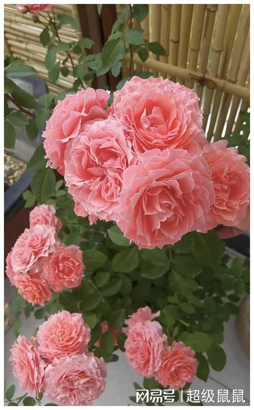 月季花中的瑰宝：魔法珊瑚心