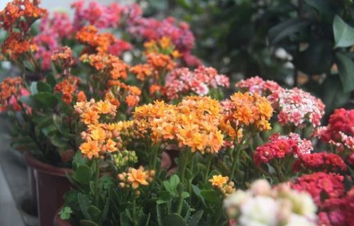 ① 波斯菊：高原钉子户