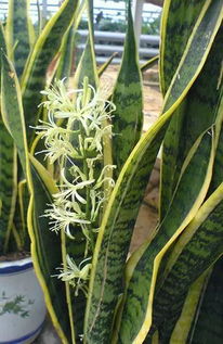 风铃草：风铃般的花朵， 清丽素雅，秋季种植正当时