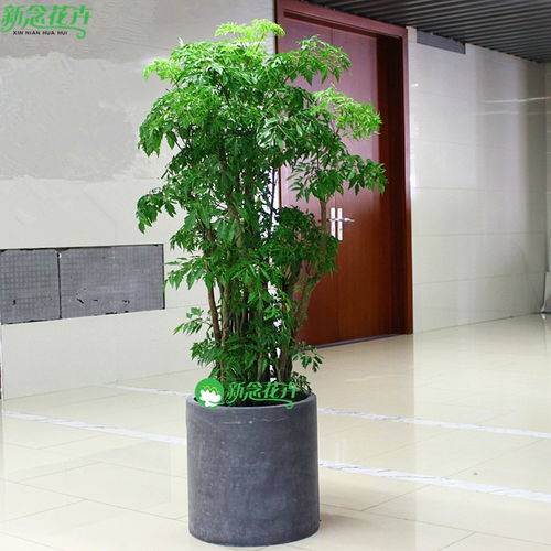 银行大厅适合放哪些绿植？