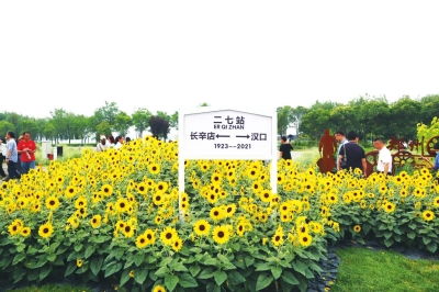 秋日里的阳台秘境：三角梅的魔法花帘