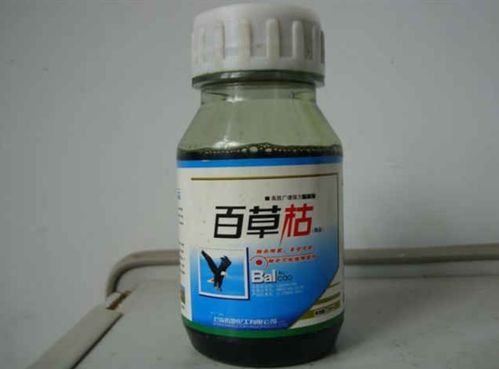 百草枯的排出：肾脏的负担