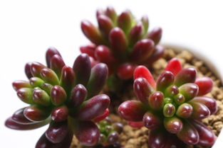 强壮的多肉植物比羸弱的多肉梗抗冻。