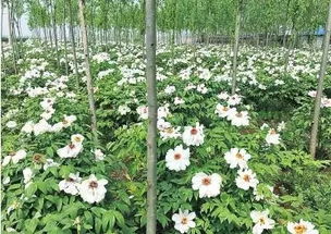 未播花种如何保存？能否安全过冬