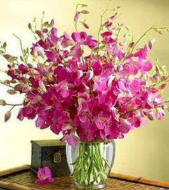 兰花，花中君子