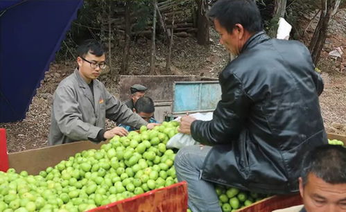 使用甲米安雅维的技巧