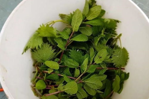 6. 使用自制杀虫剂的小贴士