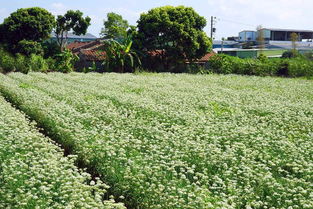 气候不同， 时间有讲究