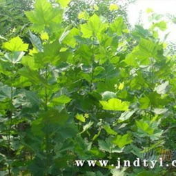 苗木出圃：那些不得不注意的细节