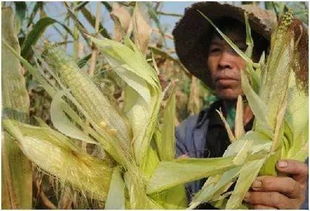 棕榈树繁殖方式