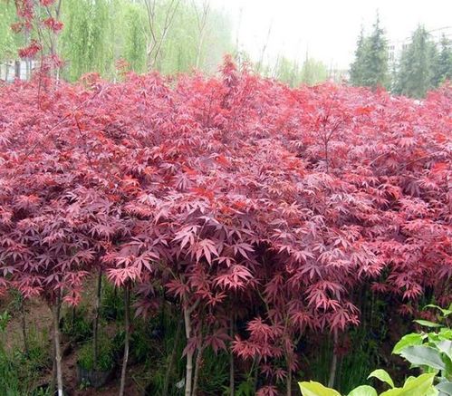 红枫价格一览表