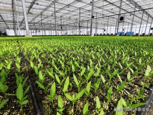 博落回种子的播种：关键的处理步骤