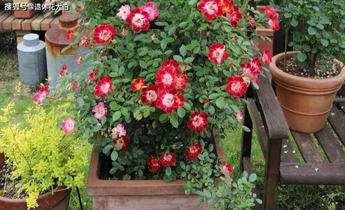 微型月季品种大揭秘
