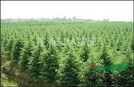 雪松小苗的价格小秘密