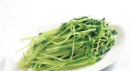 如何科学管理豌豆苗的生长环境，确保豌豆苗菜种植成功
