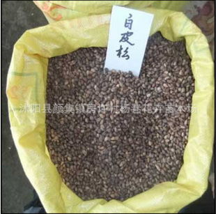 种子处理：小珍珠的蜕变之旅