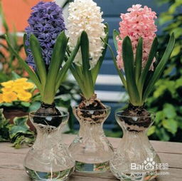 封闭阳台党选风信子：水培2周见花， 香气治愈