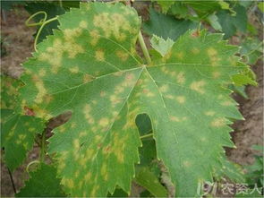 霜霉病：雨季前喷施木霉菌制剂