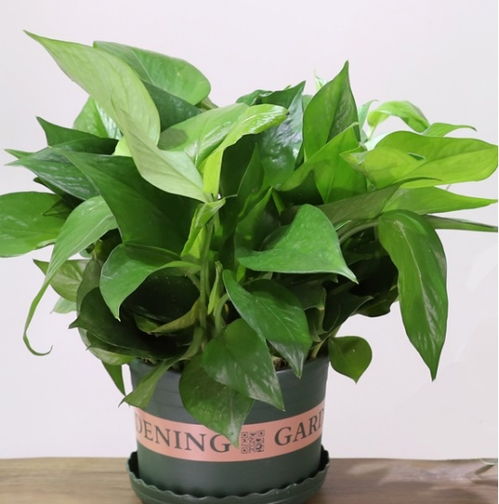 Q2：植物会Zuo梦吗？