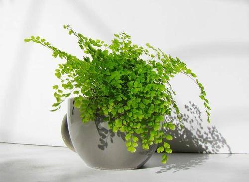 耐水湿乔木， 湿地生态的守护者