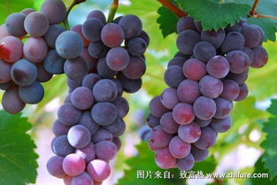 北方葡萄冬天怎么保存？如何确保其新鲜度