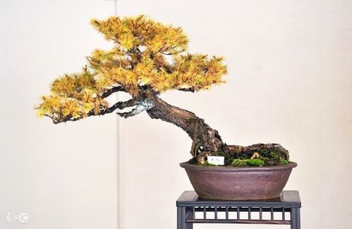 五、树桩盆景的养护