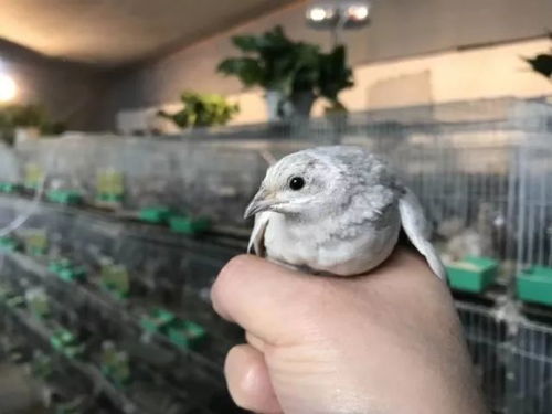 芦丁鸡从孵化后约5个月左右开始生蛋