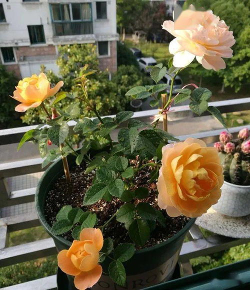 我最近发现了个好东西， 你肯定想知道