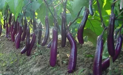 凤凰木种子市场价波动，种植方法多样